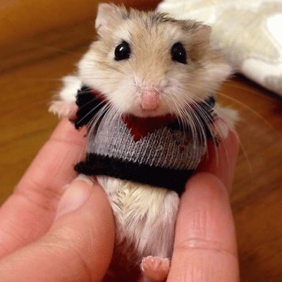 Percival o Hamster