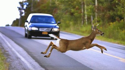 GANÃ“ EL VENADO