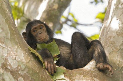 Macaco folgado