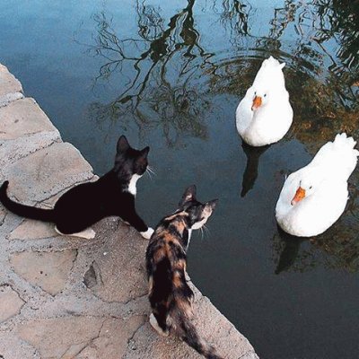 Patos   gatos