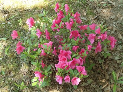 flowering bush