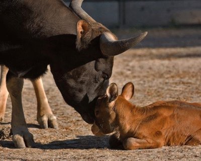 - mamÃ£e te ama!