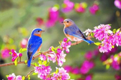 Birds in Springtime