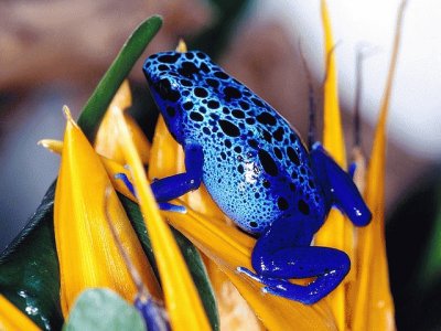 Colorful Frog