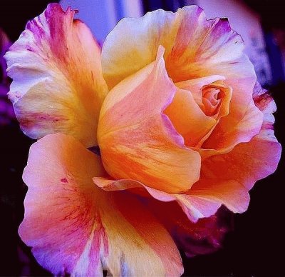 Pink and Orange Rose