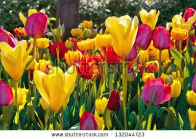 tulipes