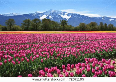 tulipes