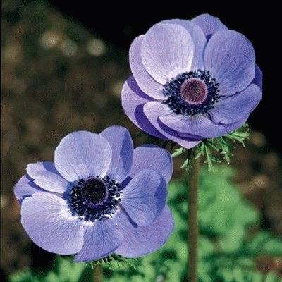 anemone