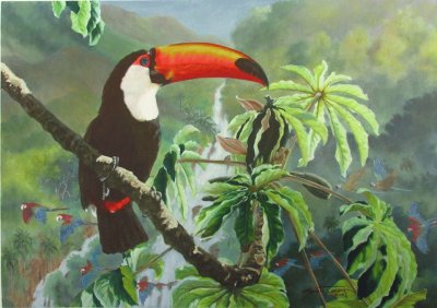 tucano