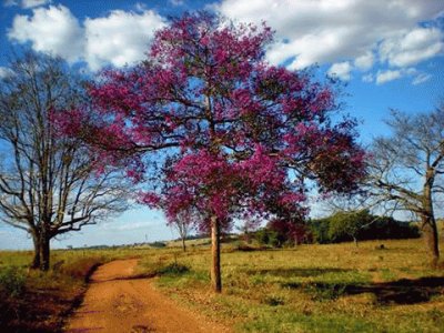 - lÃ¡ no pÃ© da serra