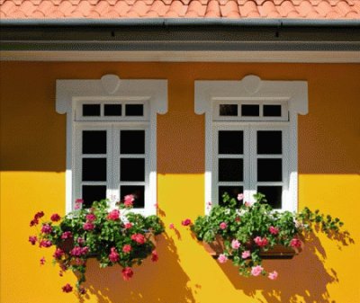 Flores e janelas