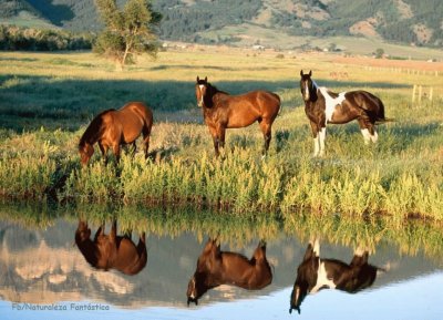 CABALLITOS