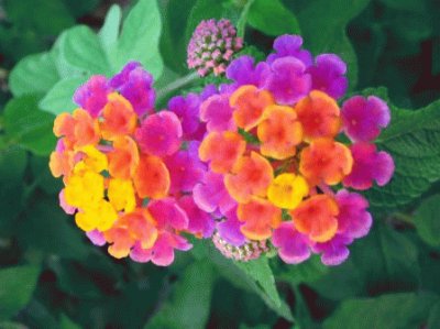 lantana