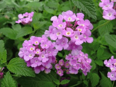 lantana