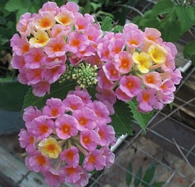 lantana