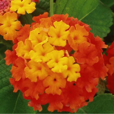 lantana