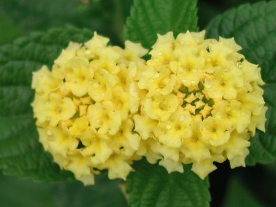 lantana