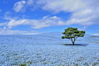 è—èŠ±