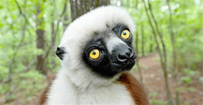 LEMUR