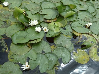 Water lilies