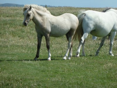 Wild ponies Pembrokeshire