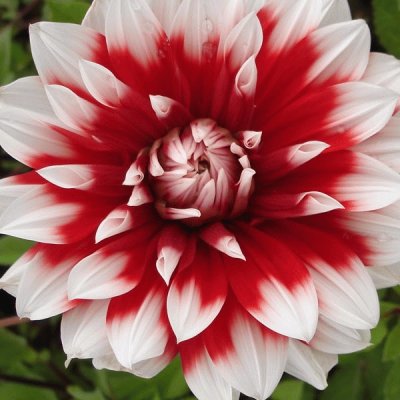 dahlia