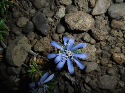 flor azul