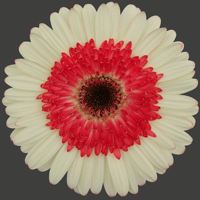 gerbera bicolore