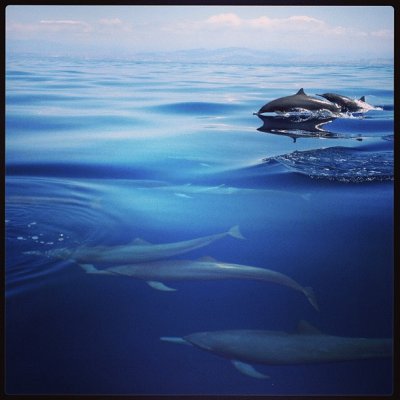 DELFINES