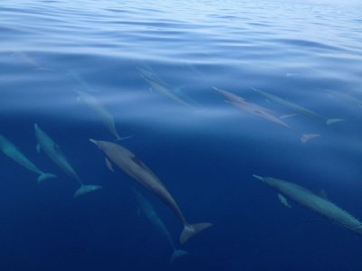 DELFINES