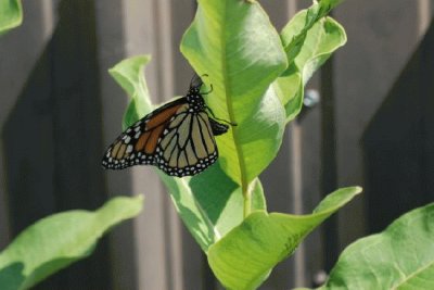 MARIPOSA MONARCA