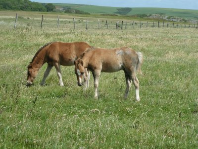 Wild ponies Pembrokeshire