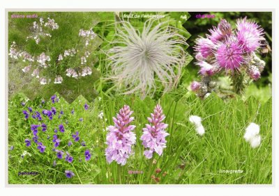 fleurs des vosges