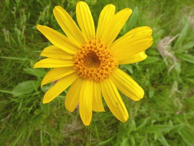 arnica