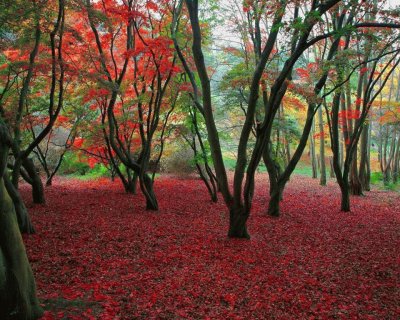 BOSQUE DE COLORES