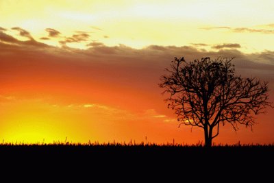 Caatinga - PÃ´r de sol