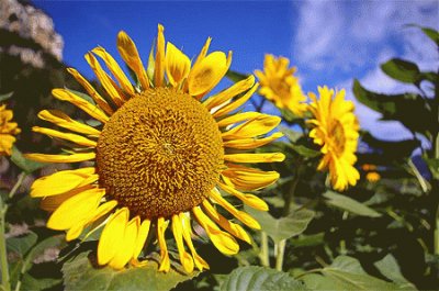 tournesol