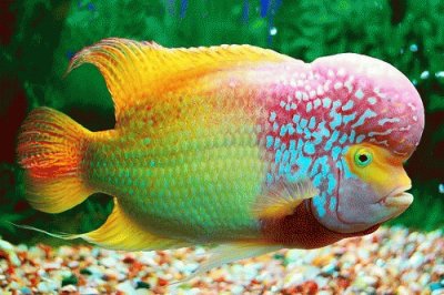 Rainbow Horn Fish