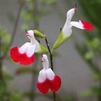 salvia