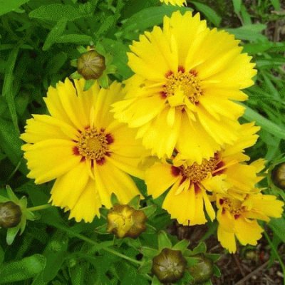 coreopsis