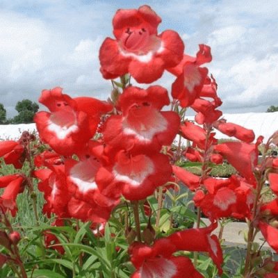 penstemon