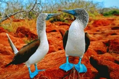 ALCATRACES DE LAS GALÃPAGOS