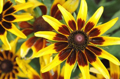 rudbeckia