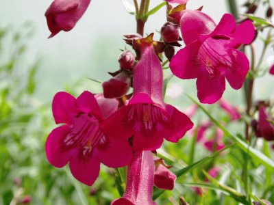 penstemon