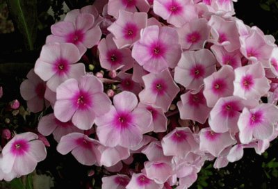 phlox