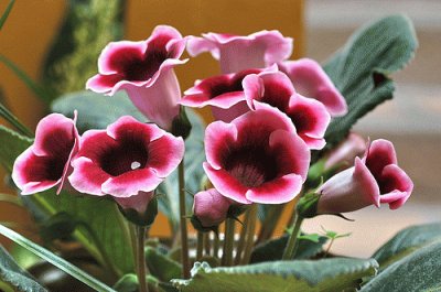 gloxinia