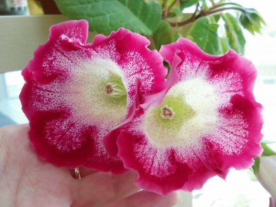 gloxinia