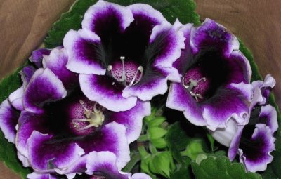 gloxinia