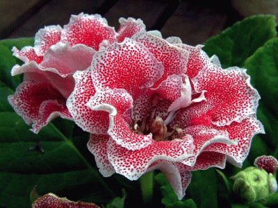 gloxinia