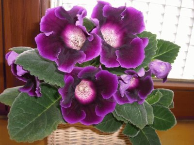 gloxinia